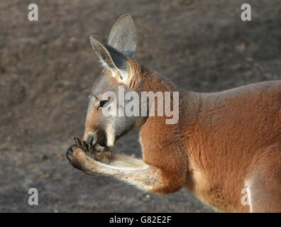 Australian Red Kangaroo (Macropus rufus) feeding, front paws lifted towards his mouth Stock Photo