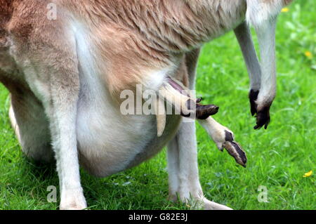 Detailed closeup of the pouch of a female Australian Red Kangaroo (Macropus rufus) - feet of her joey sticking out Stock Photo