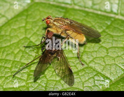 Yellow or Golden Dung Fly (Scatophaga stercoraria) feeding on another insect Stock Photo
