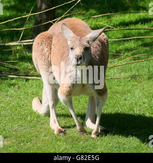 Mature male Australian Red Kangaroo (Macropus rufus), facing the camera Stock Photo