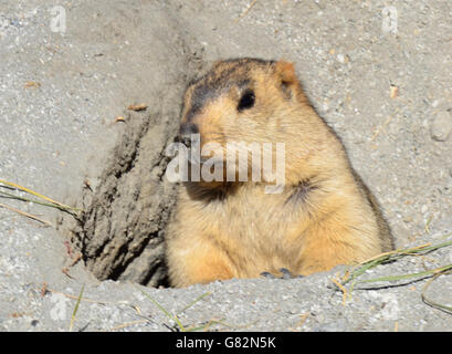 Himalayan Marmot, Changthang valley, Ladakh, India Stock Photo