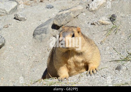 Himalayan Marmot, Changthang valley, Ladakh, India Stock Photo