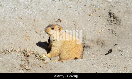 Himalayan Marmot, Changthang valley, Ladakh, India Stock Photo