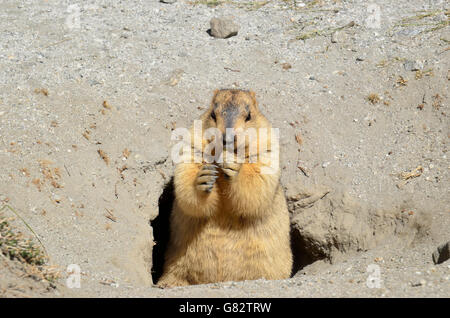 Himalayan Marmot, Changthang valley, Ladakh, India Stock Photo