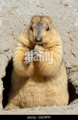 Himalayan Marmot, Changthang valley, Ladakh, India Stock Photo