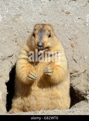 Himalayan Marmot, Changthang valley, Ladakh, India Stock Photo