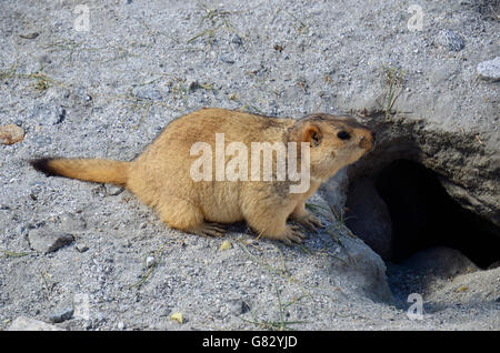 Himalayan Marmot, Changthang valley, Ladakh, India Stock Photo