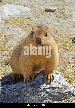 Himalayan Marmot, Changthang valley, Ladakh, India Stock Photo