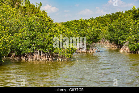 Florida, Everglades National Park, West Lake Trail, mangrove forest gorws in salt water Stock Photo
