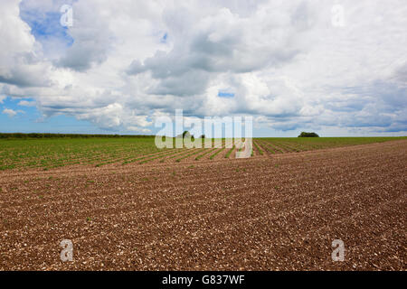 Patterns and textures of potato plants emerging from the ridges and furrows in the chalky soil of the Yorkshire wolds in summer. Stock Photo
