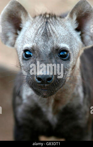 Spotted Hyena Baby (Crocuta crocuta), Kruger National Park, South Africa Stock Photo