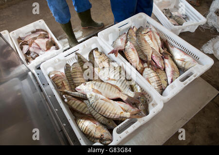 Workers buy and sell fresh seafood and fish at auction in Tifnit, near Agadir, in Morocco. Stock Photo