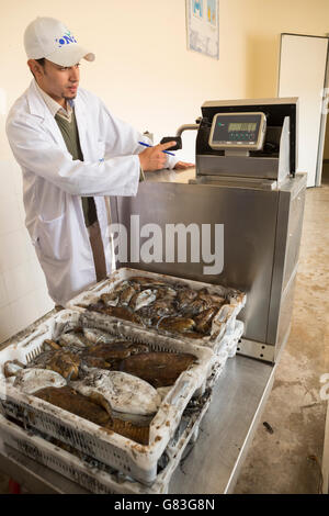 Workers buy and sell fresh seafood and fish at auction in Tifnit, near Agadir, in Morocco. Stock Photo