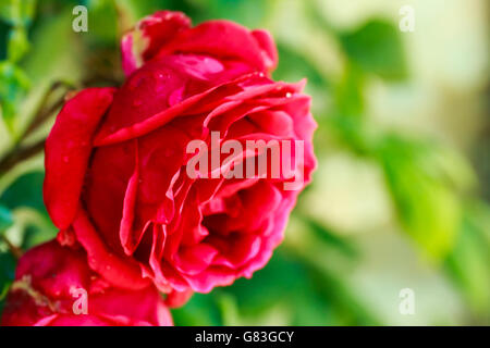 bright red rose flower valentine gift growing in the garden perfect beautiful nature Stock Photo