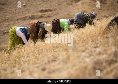 Women harvest hay on a hillside in Douirane, Morocco. Stock Photo