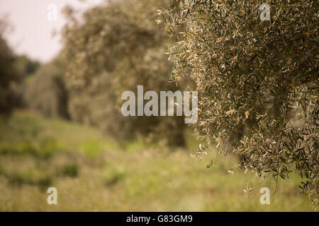 Olive trees grow in a lush valley in Ourika, Morocco. Stock Photo