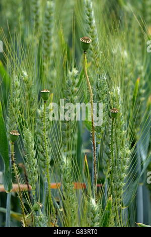 poppy heads in a field of wheat. Stock Photo