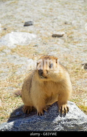 Himalayan Marmot, Changthang valley, Ladakh, India Stock Photo