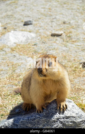 Himalayan Marmot, Changthang valley, Ladakh, India Stock Photo