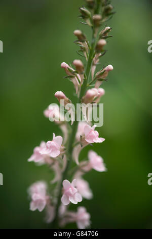 Pale pink Linaria purpurea with tiny flowers on a fine stem. A perennial plant flowering in summer. Stock Photo