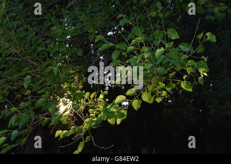 Sun hiding behind the leaves Stock Photo