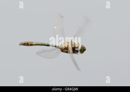 Downy Emerald dragonfly (Cordulia aenea) in flight. Stock Photo