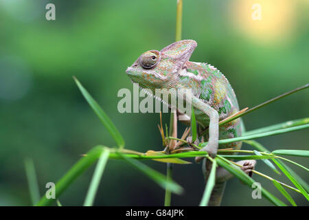 Chameleon on branch, Indonesia Stock Photo