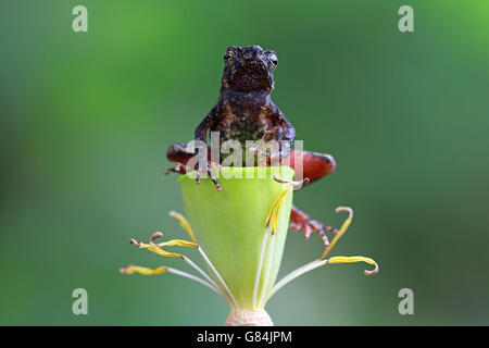 Slender toad sitting on flower, Indonesia Stock Photo