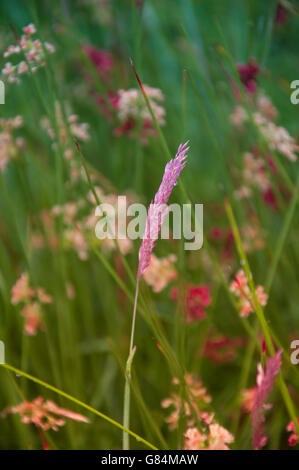 Grass and wild flowers in the countryside Stock Photo