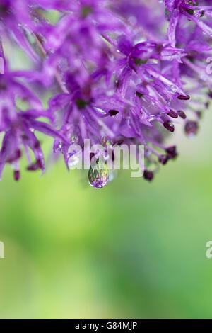 Allium hollandicum 'Purple Sensation'. Ornamental Onion. Raindrops on an Allium flower in spring Stock Photo