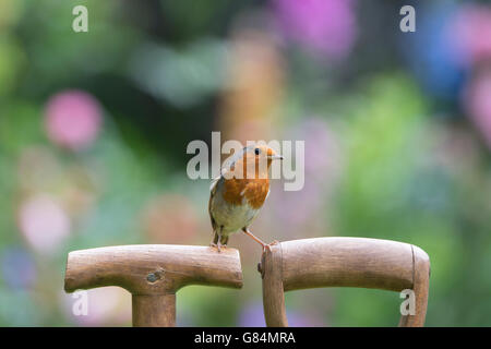 Robin on a wooden garden fork handles Stock Photo