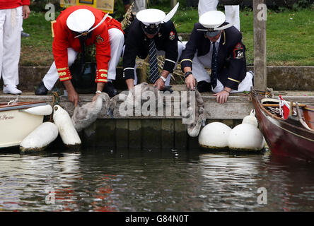 River Thames annual Swan Upping Stock Photo