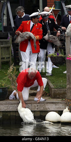 Swan Uppers inspect a swan and cygnet on the banks of river Thames in Laleham, Surrey during the Swan Upping ceremony, the annual census of the swan population on the River Thames. Stock Photo