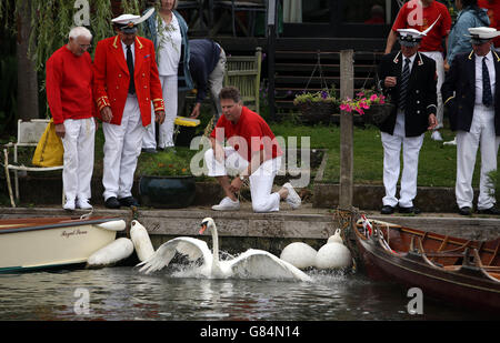 River Thames annual Swan Upping Stock Photo