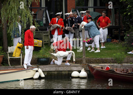 Swan Uppers inspect a swan and cygnet on the banks of river Thames in Laleham, Surrey during the Swan Upping ceremony, the annual census of the swan population on the River Thames. Stock Photo