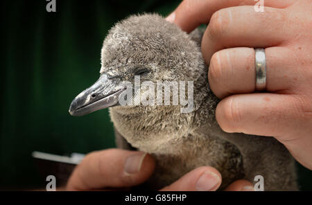 One of the hand-reared penguin chicks featured in the ITV documentary Meet the Penguins is held by handler Adrian Walls at ZSL London Zoo. Stock Photo