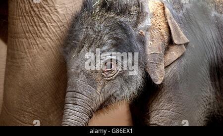 A baby Asian elephant (who has not been named yet), takes her first steps at Chester Zoo. Stock Photo
