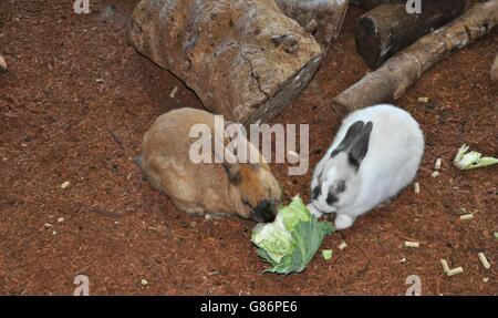 View from above of two bunnies feeding on a lettuce head with a brown mulch and log background. Stock Photo