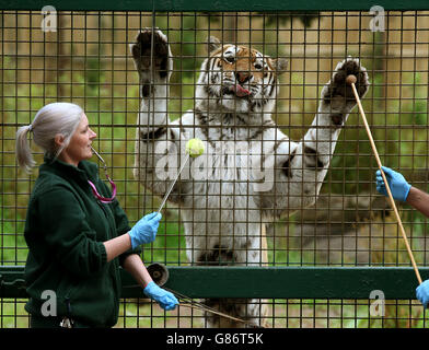 Blair Drummond Safari Park keeper Sandra Rainey with Bela, a 13 year-old Amur Tiger, as the keeper goes through Target Training for Husbandry, a technique using a tennis ball on the end of a stick which allows them to carry out health checks with a positive reward of food. Stock Photo