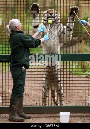 Blair Drummond Safari Park keeper Sandra Rainey with Bela, a 13 year-old Amur Tiger, as the keeper goes through Target Training for Husbandry, a technique using a tennis ball on the end of a stick which allows them to carry out health checks with a positive reward of food. Stock Photo