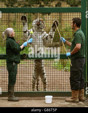 Blair Drummond Safari Park keeper Sandra Rainey with Bela, a 13 year-old Amur Tiger, as the keeper goes through Target Training for Husbandry, a technique using a tennis ball on the end of a stick which allows them to carry out health checks with a positive reward of food. Stock Photo