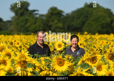 Sunflowers at Vine House Farm Stock Photo