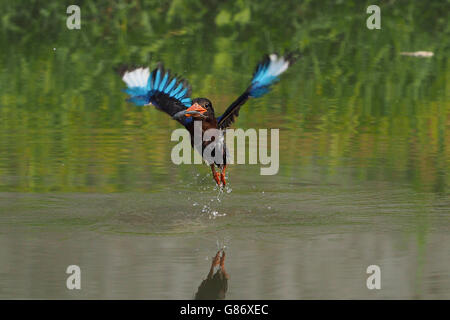 Kingfisher bird catching fish in river, Jember, Indonesia Stock Photo