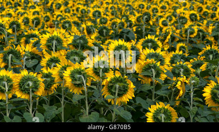 sunflowers as seen from the back Stock Photo