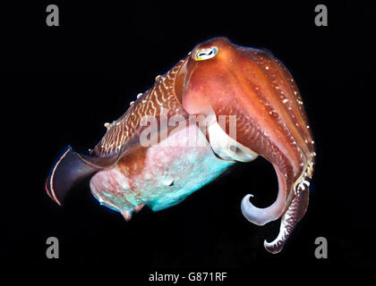 Animal portrait of a pharaoh cuttlefish, Sorong, West Papua, Indonesia Stock Photo