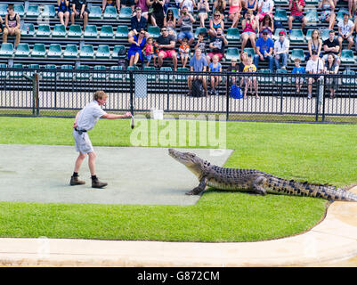 A trainer feeds a crocodile as a part of a show at the Austrailian Zoo, Beerwah, QLD, Australia. Stock Photo