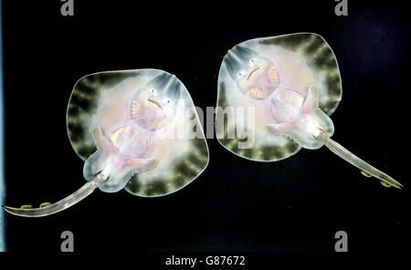 Two endangered 10cm baby undulate rays which were born last month at ...