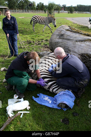 Vets Paddy Day (left) and Colin Scott(right) tend to Melton the zebra during a health check at Blair Drummond Safari Park. Stock Photo