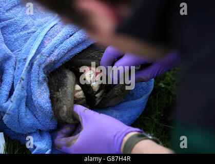 Melton the zebra has its teeth trimmed at Blair Drummond Safari Park. Stock Photo