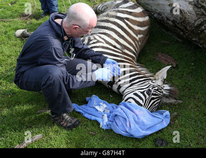 Vet Colin Scott checks Melton the zebra as it is sedated in preparation of having its hooves and teeth trimmed at Blair Drummond Safari Park. Stock Photo